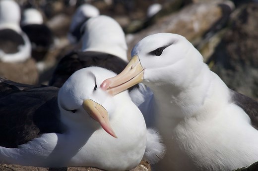 Discovery of unexpected deep diving in albatross could help protect them from fishing gear