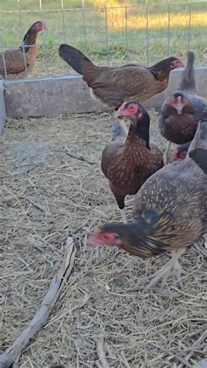 Penny Hatch broodpen Rat KGraves | Rat KGraves