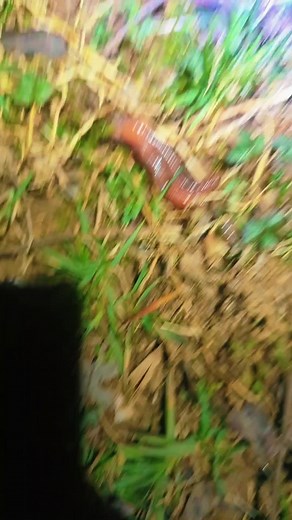 there are literally, no exaggeration, a billion worms in my yard. 🪱
