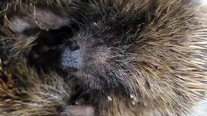 67K views · 619 reactions | Severe Flea Infestation 2 | Hinckley Hedgehog Care & Rehabilitation | Facebook