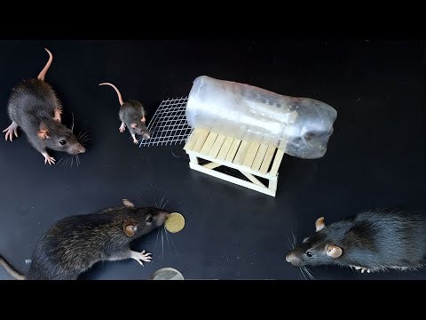 Diy Harmless Mouse Trap using a 1.5L Plastic Bottle, Mesh & Small Wooden Stick - EasyTrap