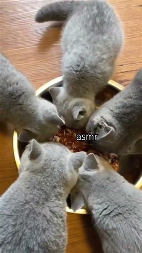 asmr #cat #storytime #funny #kitten #british #cute #pets #dailycats