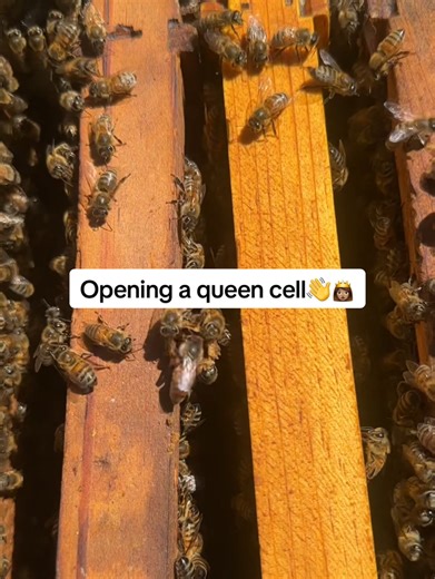 Accidentally opened this queen cell during an inspection 👋👸🏽 #queenbee #inspection #farmher | Greeks Bees