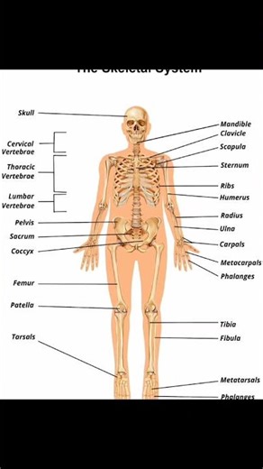skeleton system | #humanskeletonsystem | #type of skeleton system