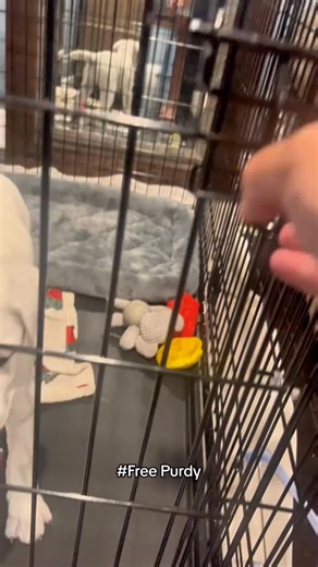 Free Purdy!! | Buster's World