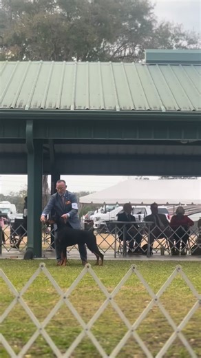 #BestlnShow at the Saturday Greater Gainesville Dog Fanciers Association is the English Springer Spaniel! GCHP Cerise Carte Blanche II #englishspringerspaniel #sportinggroup #caninechronicle | The Canine Chronicle