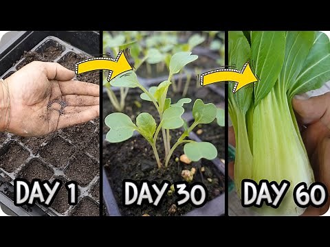 How to Grow Pak Cho i: Easy Guide to Growing Bok Choy at Home