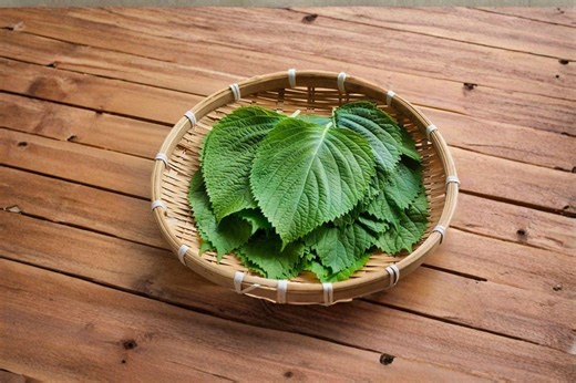 Perilla (shiso) – Korean Perilla Herb 400 Seeds | Traditional Asian Herb | Aromatic Leaves | Culinary & Medicinal Use - Etsy