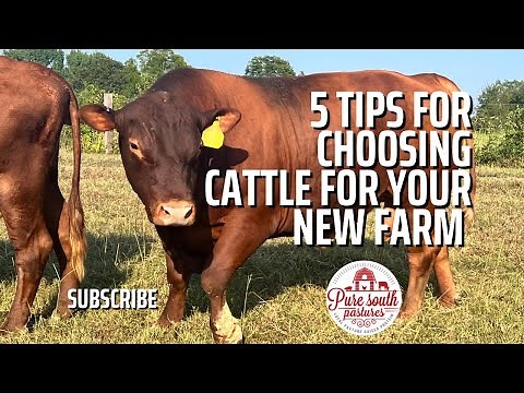 Tips for choosing cattle | Breeds | Characteristics