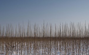 近期街拍合集 奥林巴斯EM10III