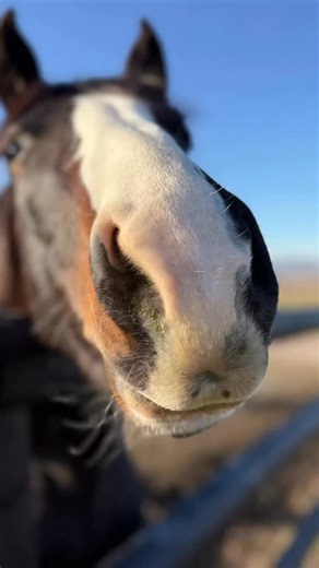 What a beautiful fall we are having We are enjoying every minute. Everybody at the farm is happy and healthy. Thank you all for everything.! The 👍 likes , the ❤️ hearts the world of mouth, the follows the shares the donations of any kind thank you all so much. We are grateful for each and every one of you. Sincerely everyone here at Fallon’s Farm.🐴#animalsanctuary #farmlife #montanamoment #animallover #nonprofitorganization #animallover #montanamoment #horserescue | Fallons Farm