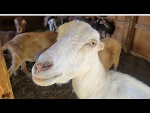 LIVE Goat Farm 24/7 Camera 2 | Syman Says Farms