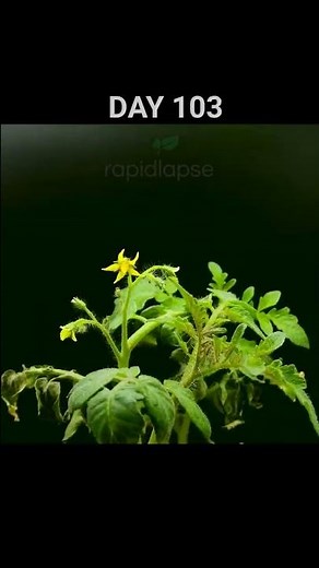 Epic TOMATO Growth - 160 Days Timelapse #satisfying