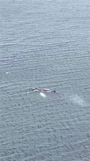 Humpback Whale Filmed by Drone in Penobscot Bay, Maine 🐋 #Shorts