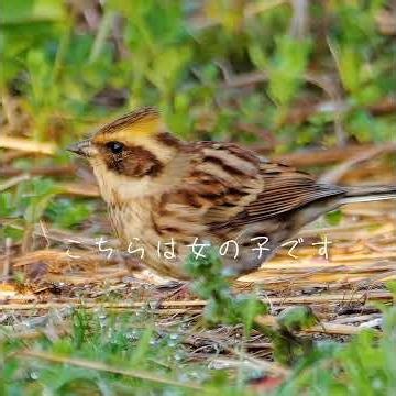 ミヤマホオジロの男女 #吉野梅園 #LUMIXGH6 #マイクロフォーサーズ #超望遠 #ミヤマホオジロ