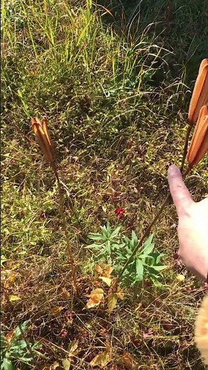 テッポウユリの種が拡散する様子