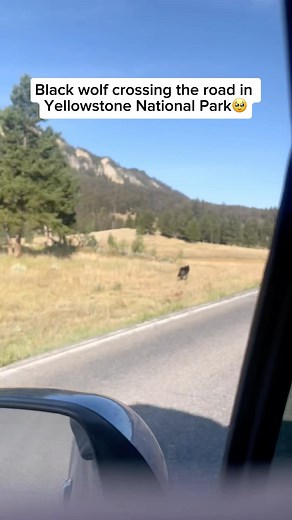 Beyond the Wildlife on Instagram: "The story of wolves in Yellowstone is a remarkable tale of reintroduction and ecosystem recovery. In the mid-1900s, wolves were eradicated from Yellowstone National Park due to hunting and habitat loss. Without wolves, the park’s ecosystem suffered, with elk populations growing unchecked, leading to overgrazing and damage to plant life. In 1995, wolves were reintroduced to Yellowstone, and their presence triggered a phenomenon known as a “trophic cascade.” With