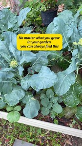 28K views · 136 reactions | Don't you just hate it when you put something in a safe place so you don't loose it.... then forget where that safe place is!! #gardening #tools #viralreelsシ | Growwithnith | Facebook