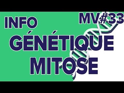 Info génétique Mitose MV#33-SVT Collège-Mathrix