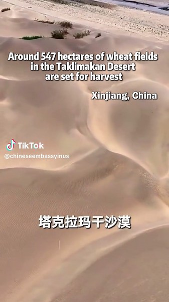 Around 547 hectares of wheat fields in the Taklimakan Desert are set for harvest. Years of perseverance have transformed shifting sands into fertile fields, turning barren desert into a vast granary.☀#Xinjiang#GreenDevelopment