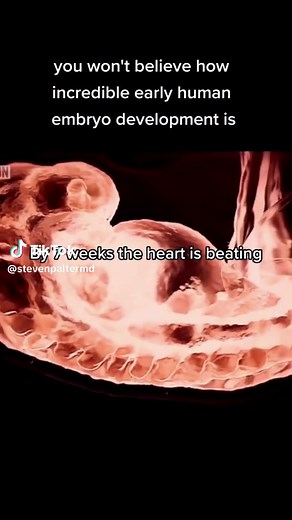 Amazing Human Embryo Development Video