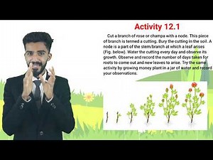 Class 7 science | chapter 12 | lecture 2| activity 12.1| Reproduction in plants | NCERT
