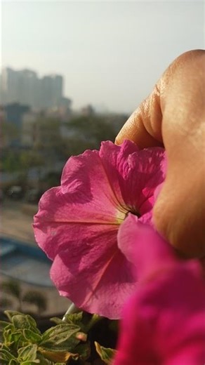 How to grow Petunia in pots😍🌹#flowers #nature #garden #plants