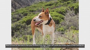 Effective Training Tips for Your Denmark Feist Dog