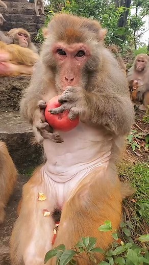 Monkey Lover #fyp #reels #relax #monkey | Vore