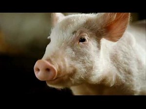 Charlotte's Web DVD Trailer