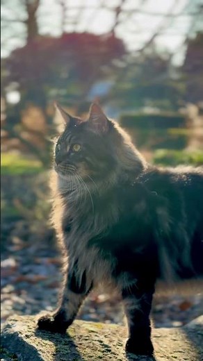 Maine Coon in the forest calm and attentive immersed in the harmony of nature