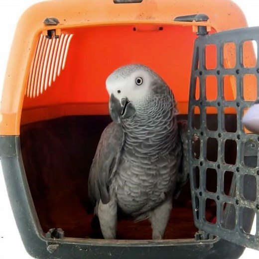 Pet Transport | Fast Logistics | Pet Logistics | Safe Pet Travel