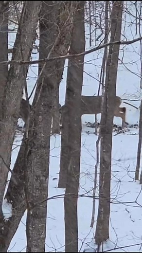 Bucks in New York like to get after it just like the rest of em🥊 | The Bearded Buck