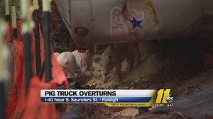 Truck hauling thousands of pigs overturns on I-40, blocking lanes