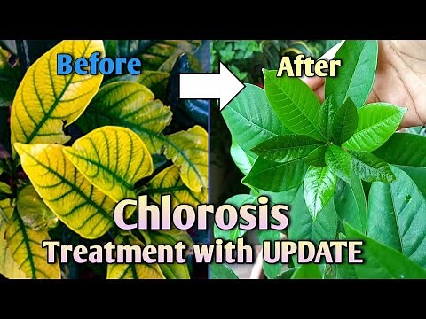 Chlorosis! Best Treatment for Yellow Leaves with UPDATE //How to Treat Yellow Leaves on Plants