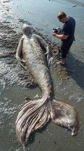 2.1M views · 27K reactions | Unbelievable Discovery: Jamaican Mermaids Caught on Camera! #mermaid #mermaids #mermaidlife #jamacia | Most Amazing Top 10 | Facebook