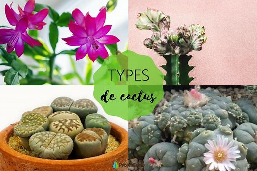 15 TYPES de CACTUS - Noms, photos et soins