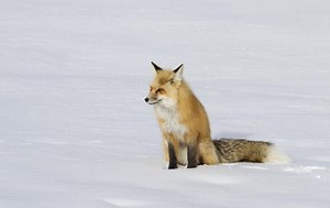 Species Spotlight! Red Fox: A Sly and Extremely High Jumper — Alaska Wildlife Alliance (AWA)