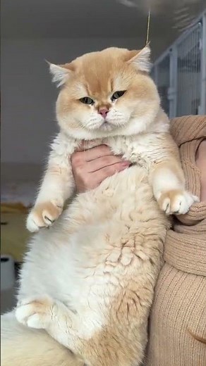 Decoding the Dreamy Feline Mystery: Your Ultimate Gold Gradient Cat Story