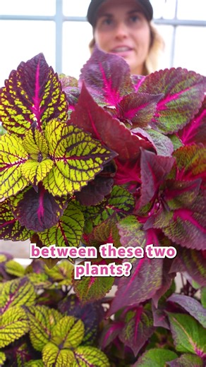 Can you spot the difference? 🍃 They may look like leafy twins, but here's what to know about perilla and coleus plants. | Burpee Gardening