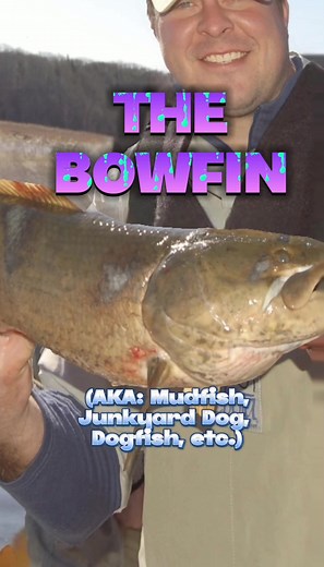 THE BIG BAD BOWFIN 🦷 Have you caught one? #fishtok #fishing #bassfishing #funnyfishing #gofishing #fishingtips #bigbassbrown #fishingcontent #fish #dinosaur