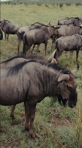 Safari to Black Rhino / Pilanesberg National Park
