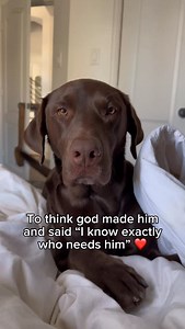 So crazy 🥺 #labrador #dogsofinstagram #dogmeme | Tank the Brown Lab