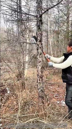 Pruning Pine Trees for Better Growth