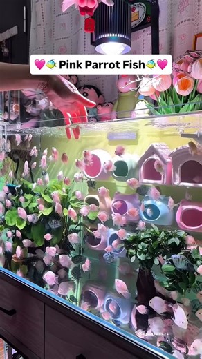 Aquariums & Exotic Fish 🐠 | 🩷🐠 Pink Parrot Fish are literally the bubblegum candy of the ocean. These fish look unreal, but they’re 100% real, and their colors can... | Instagram