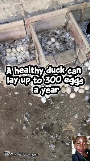 🦆 Did You Know? Ducks are not just adorable — they’re also excellent egg layers! 🥚 A healthy female duck can lay up to 300 eggs a year, depending on the breed. Duck eggs are larger, richer in nutrients, and have thicker shells than chicken eggs — making them perfect for baking and cooking! 👩‍🍳✨ 💡 Fun fact: Ducks often start laying at around 5–6 months of age, and they prefer quiet, clean, and comfortable nesting areas. If you keep ducks, give them good feed, clean water, and a safe space — 