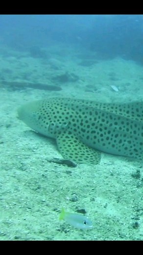 Diving with Zebra sharks at Koh Phi Phi, Thailand These sharks are also known and called Leopard sharks locally #sharkconservation #sharkeducation #savesharks #sharks #shark #sharksofinstagram | Shark Guardian