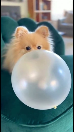 “Balloon Pop Scares the Life Out of This Cat!” #cat #viral #trending #cute #ai #animals