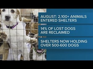 11Alive News: The Take | Surge in surrendering pets strains Atlanta shelters (11/6/25)