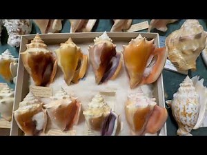 My seashell collection museum Video: 33 Strombidae